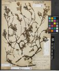 Foto von Salix repens subsp. repens L.